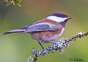 Parus rufescens